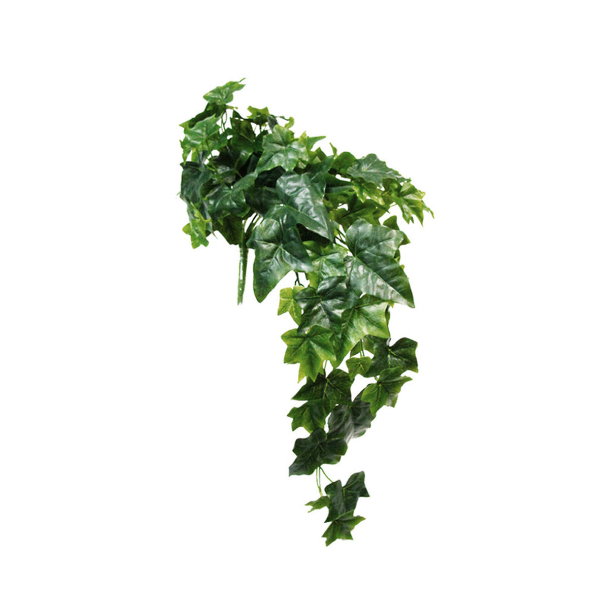 Faux sage ivy hanging bush with trailing leaves, on white