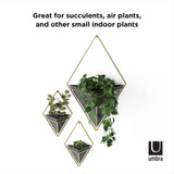 Great for succulents and other small indoor plants, the Umbra Trigg Wall Vessel is a stylish and modern geometric option.
