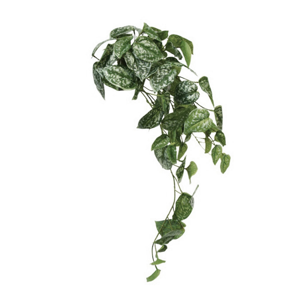 Faux Scindapsus bush with trailing silver-splashed green leaves on a white background