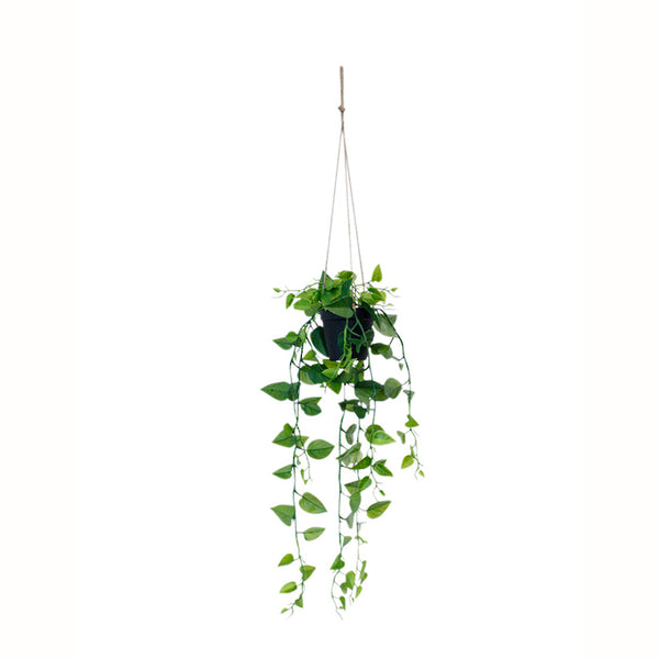 An Artificial Flora Potted Hanging Jade Satin Scindapsus with green leaves on a white background.