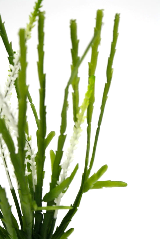 Close view of rhipsalis fronds with tiny white flowers