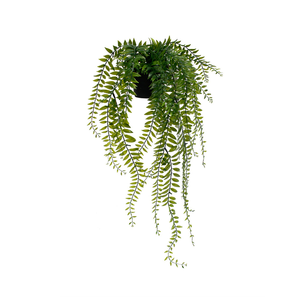 Sword fern with arching green fronds in a small dark pot, shown on white