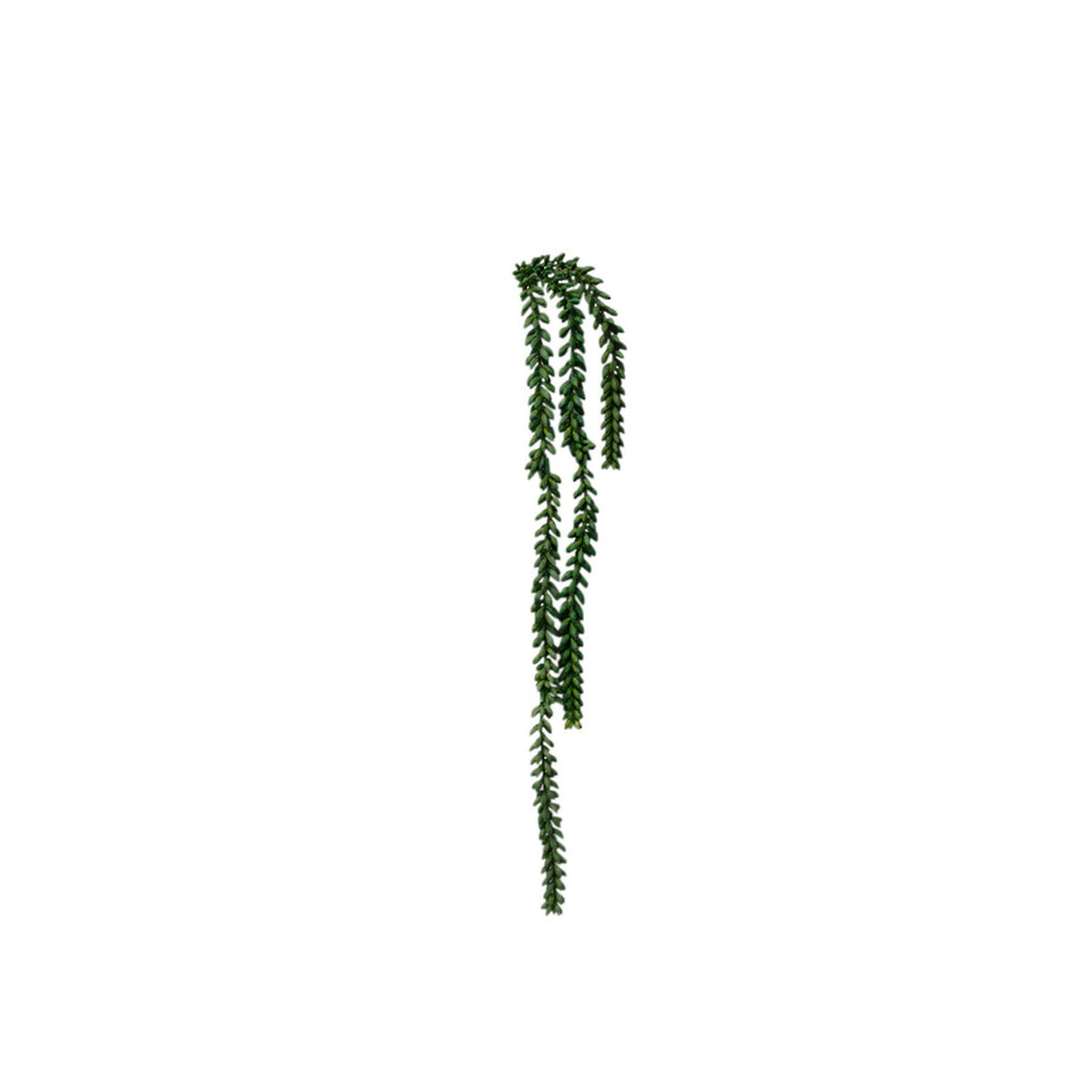 Burro's tail trailing faux succulent with long strands of plump leaves, on white