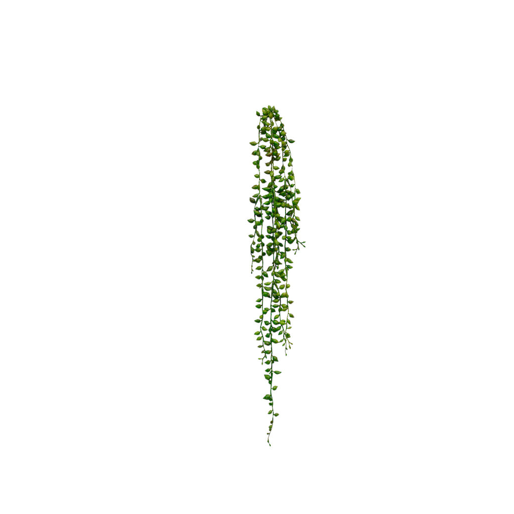 Faux string of tears succulent with long trailing strands of teardrop leaves on a white background
