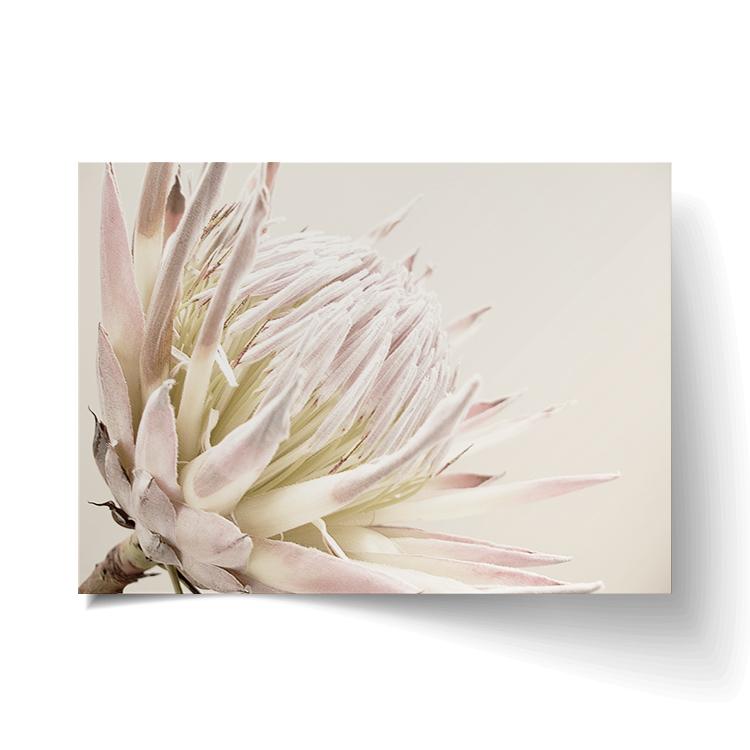 Isla Protea Print | Papier HQ
