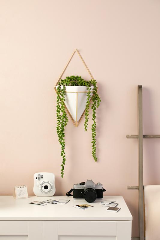 A pink wall adorned with a stylish indoor plant in an Umbra Trigg Wall Vessel | Large - White/Brass.