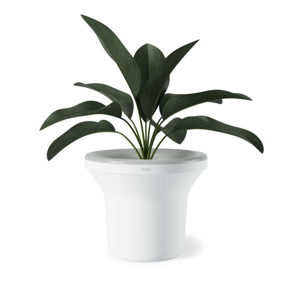 An Umbra ORA Illuminated Planter, with a plant in it, enhanced by an LED light.