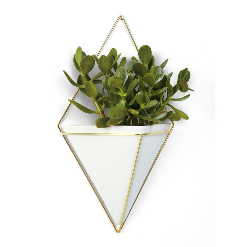 A Trigg Wall Vessel - Black by Umbra, modern design planter with a decorative touch of a green plant.