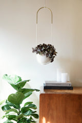 A Bolo Planter - Black by Umbra hanging planter on top of a dresser.